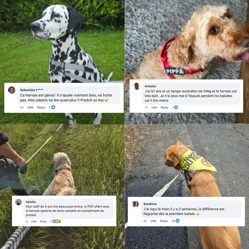Harnais anti-traction pour chien - KANINE